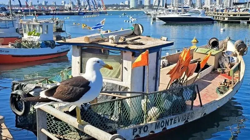 Tour privado por Punta del Este